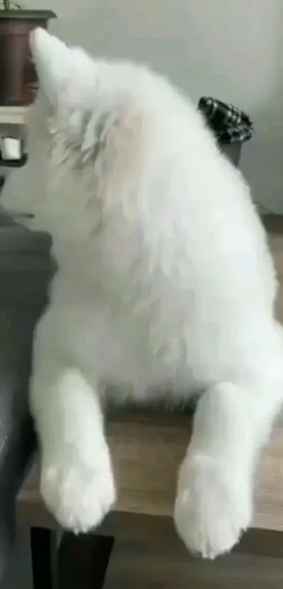 Fluffy white dog resting on a wooden surface.