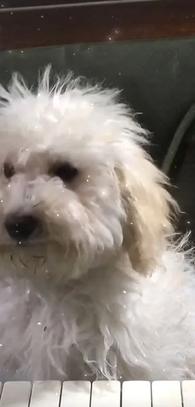 Fluffy white dog sitting on a chair.