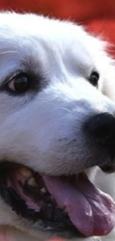 Smiling fluffy white dog with black eyes and a joyful expression.