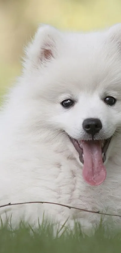 Fluffy white dog resting on green grass outdoors.