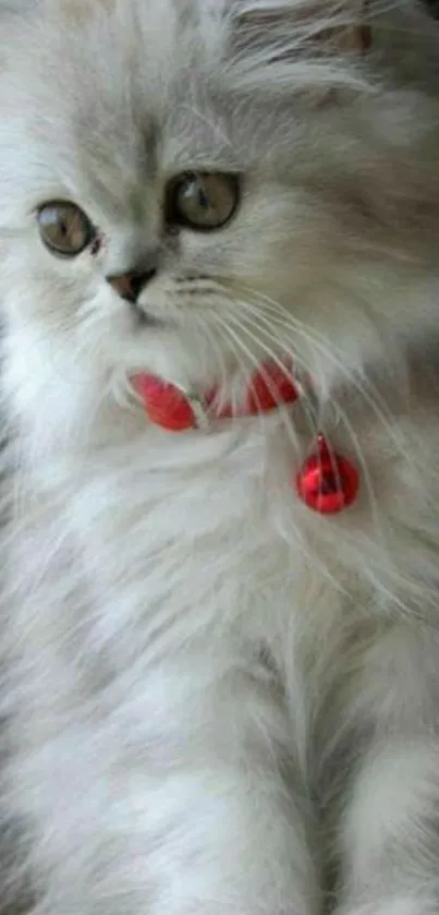 Fluffy white kitten with red collar