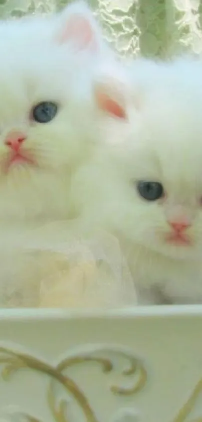 Fluffy white kittens in a decorative bowl, perfect mobile wallpaper.