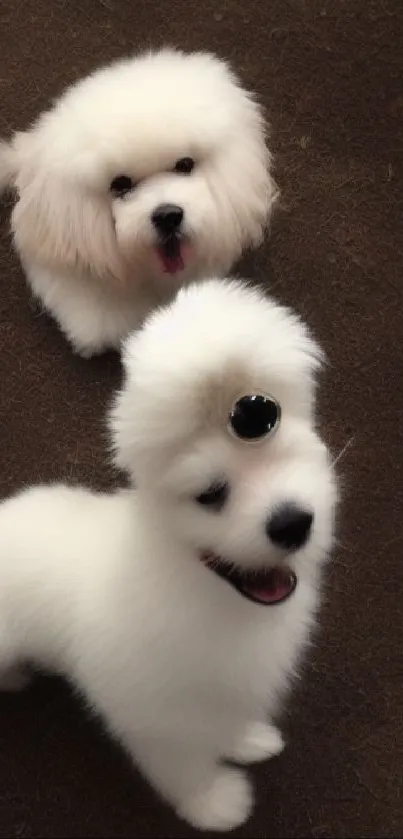 Fluffy white puppies sitting together on a textured brown surface.