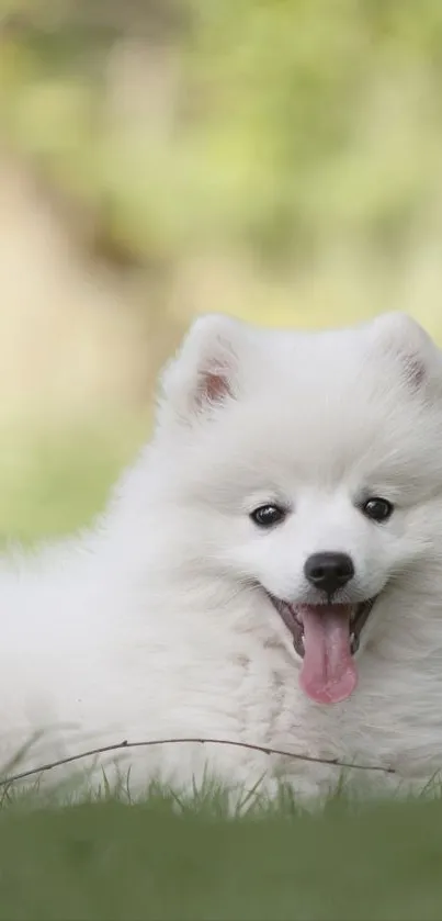 Adorable fluffy white puppy on grass