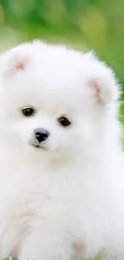 A fluffy white puppy sitting on green grass in a bright outdoor setting.