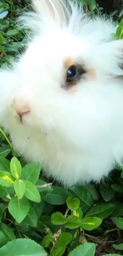 Fluffy white rabbit in green leaves background.