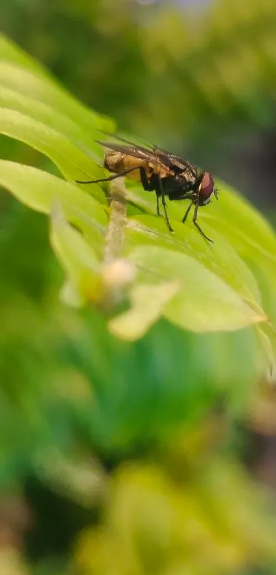 Close-up of a fly resting on a vibrant green leaf, perfect for nature fans.