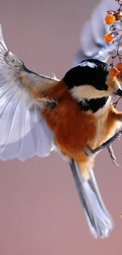 Bird flying towards berries on a branch, against a soft background.