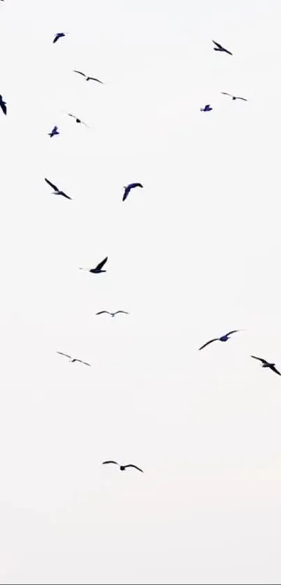 Silhouettes of birds flying in the bright, clear sky for mobile wallpaper.