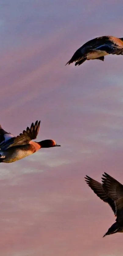 Ducks flying across a pink sunset sky.