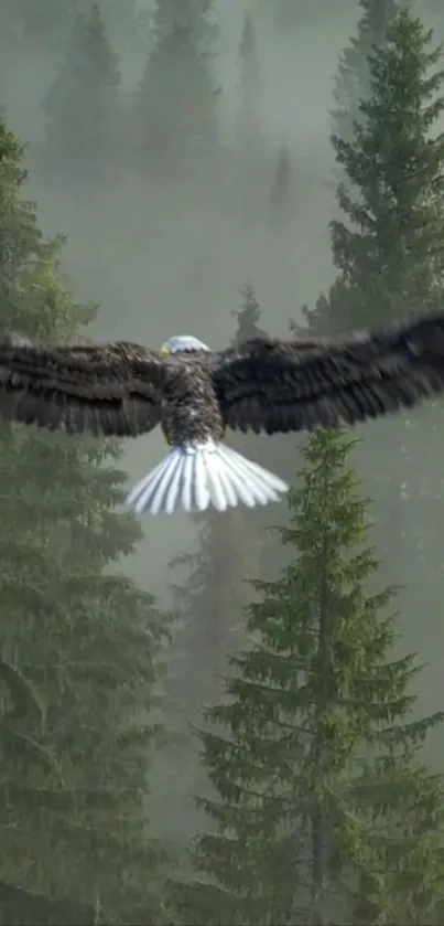 Eagle soaring over a foggy pine forest landscape.