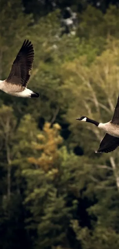 Two geese flying over a green forest backdrop.