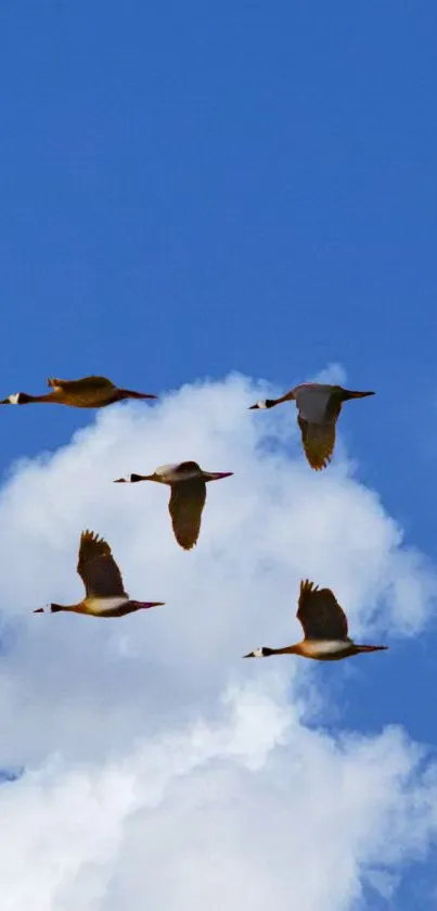 Geese flying across a blue sky with white clouds.