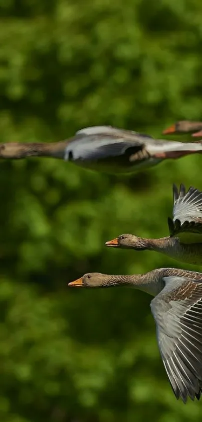 Geese flying in a formation against a lush green background.