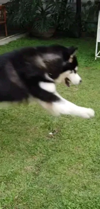 Husky jumping energetically on a green lawn.