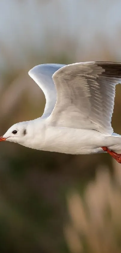 Flying seagull mobile wallpaper with nature backdrop.