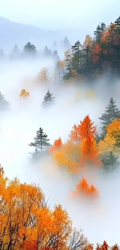 Foggy autumn forest with colorful foliage and mist.