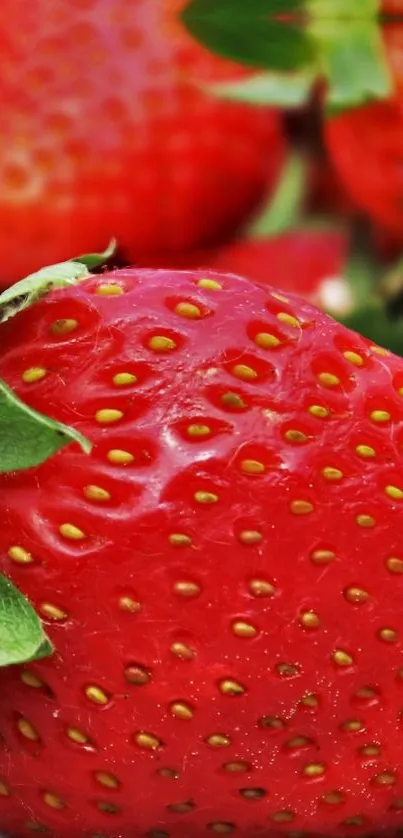 Food Fruit Seedless Fruit Live Wallpaper