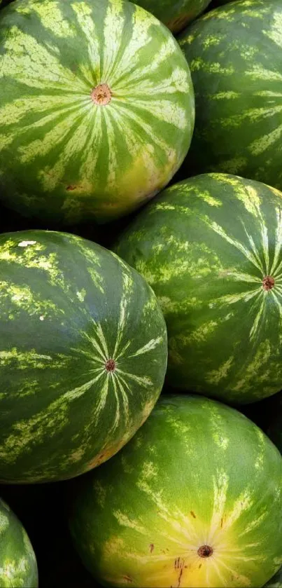 no no don't touch me there this is my watermelon square Live Wallpaper
