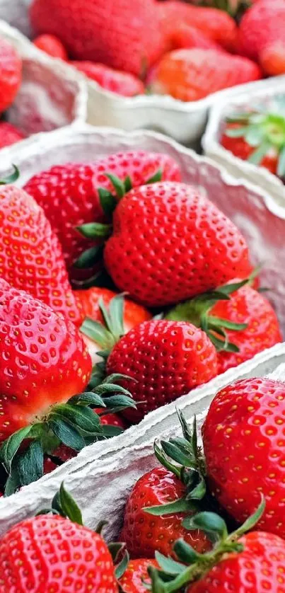 strawberrys Live Wallpaper