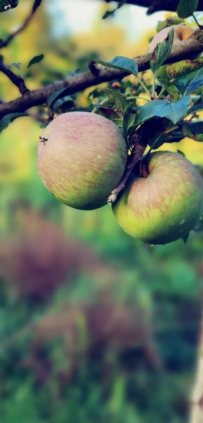 Food Plant Fruit Live Wallpaper