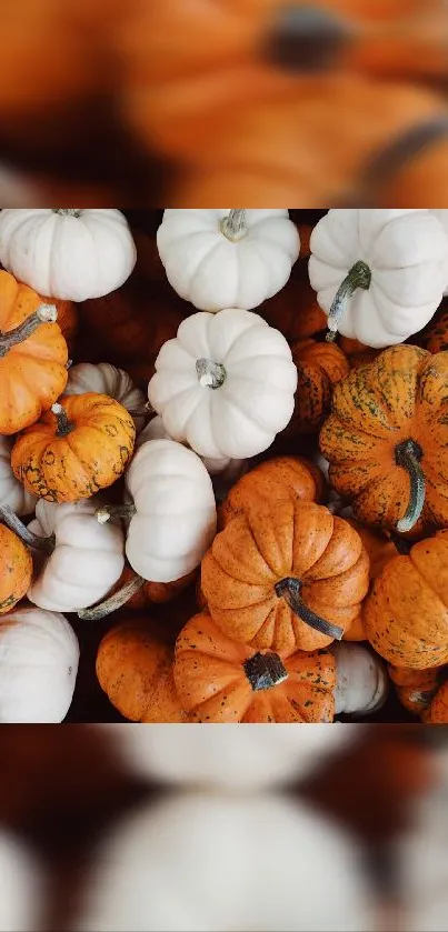 Food Plant Pumpkin Live Wallpaper