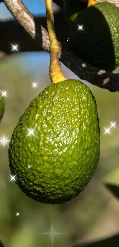 aavocatto Live Wallpaper