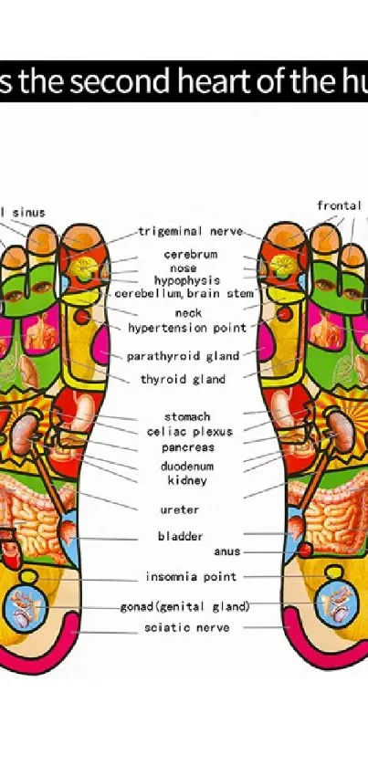 Colorful foot reflexology chart on a white background.