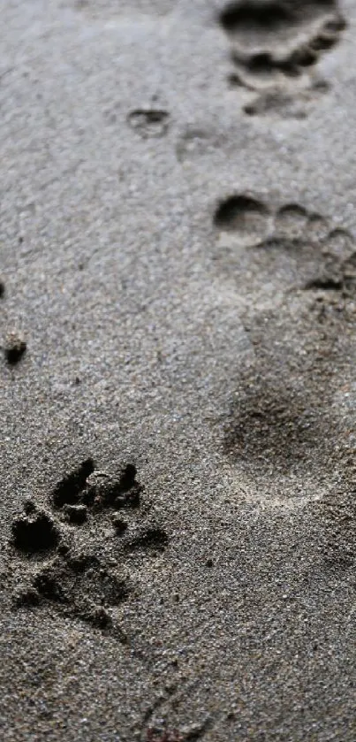 Footprints in sand on a serene beach background.