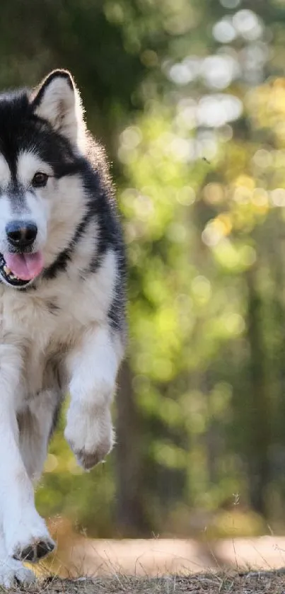 Alaskan Malamute running happily in a lush green forest setting.