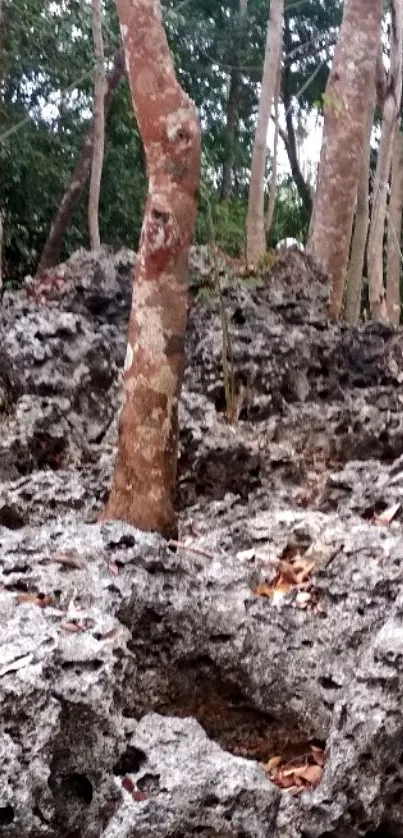 Forest with rocky terrain and tree trunks.