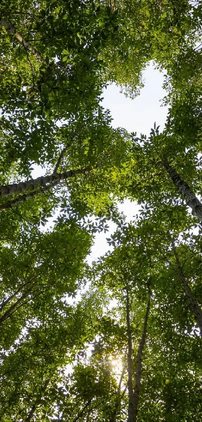 View from forest floor looking up at a lush green tree canopy with sunlight peeking through.