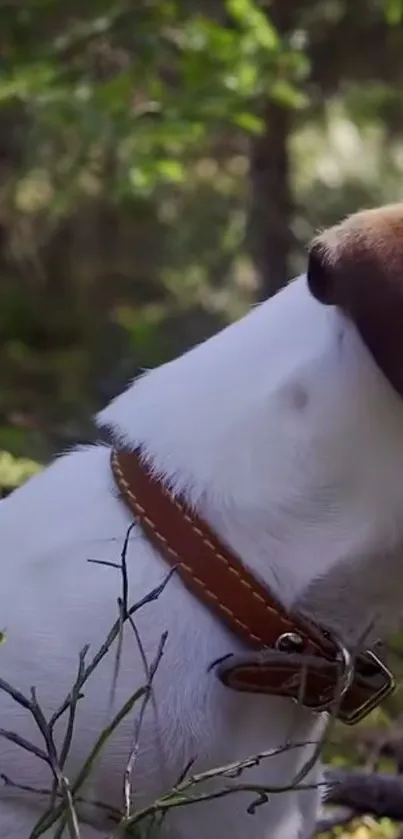 A dog with a brown collar in a lush forest setting, ideal for nature lovers.