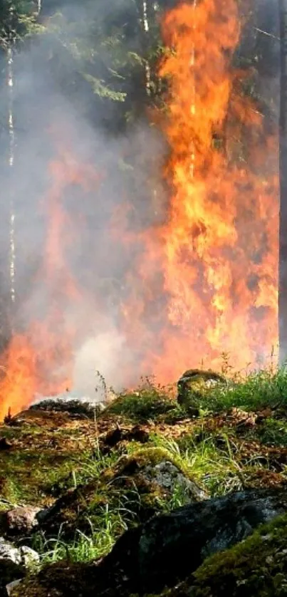 A blazing forest fire with tall flames in the woodland.