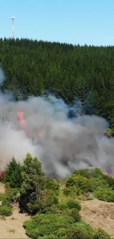 Dramatic forest fire with smoke rising above treetops.