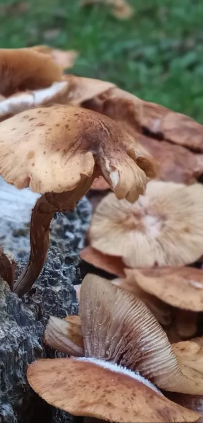 Close-up image of forest mushrooms on a log.