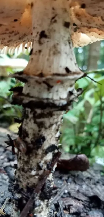 Close-up of a mushroom stem in a forest setting.