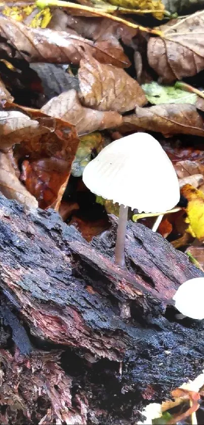 Autumn forest wallpaper with mushrooms.