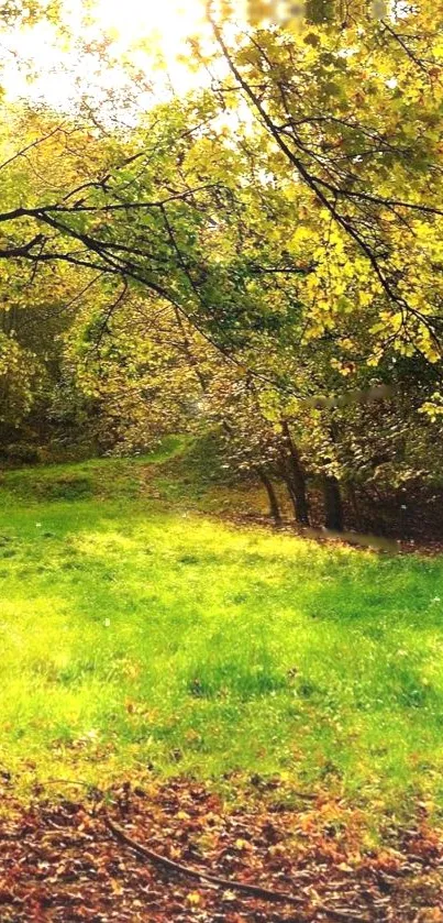 Serene forest path with sunlight through autumn leaves.