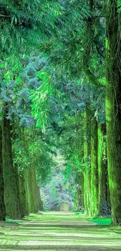 A serene forest path surrounded by lush green trees.