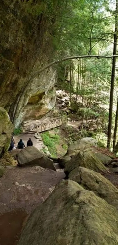 Scenic forest path with rocks and trees in lush greenery.