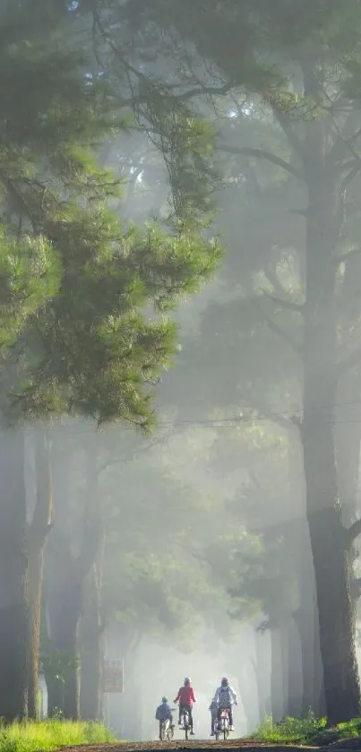 Cyclists ride through a misty forest path with towering trees.