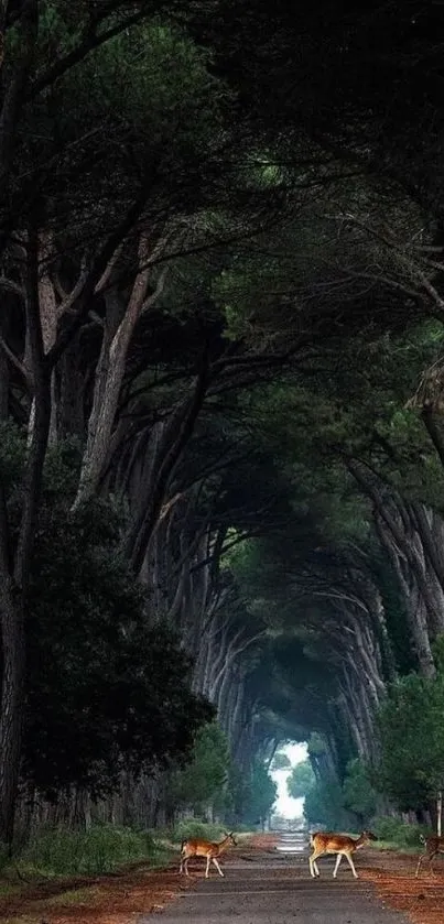 Forest path with deer under towering trees, serene and natural.