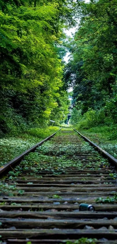 Forest railway path with lush greenery and weathered tracks.