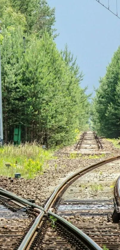 Railway tracks through lush green forest under a clear sky.