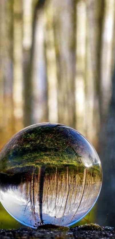 Glass sphere reflects forest scene with trees and earthy tones.