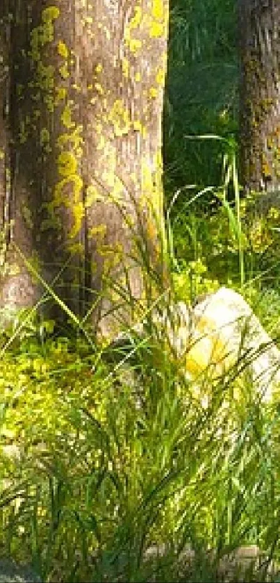 Serene forest wallpaper with green trees and moss.