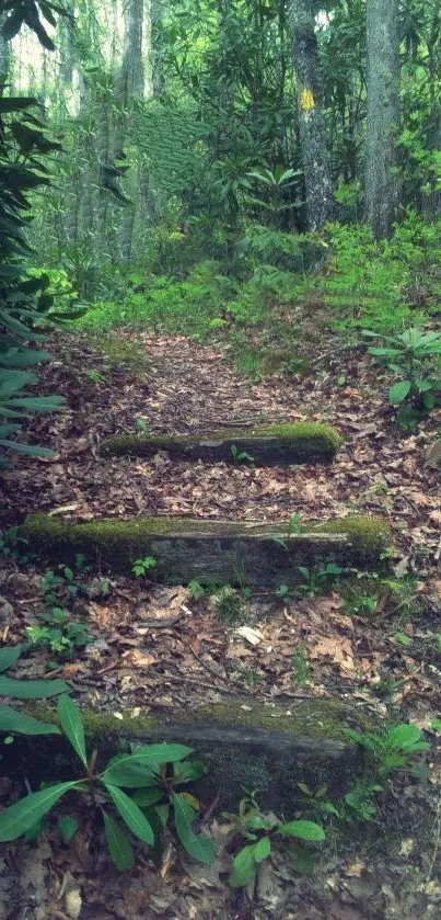 Forest path with green trees and rustic steps in a serene outdoor setting.