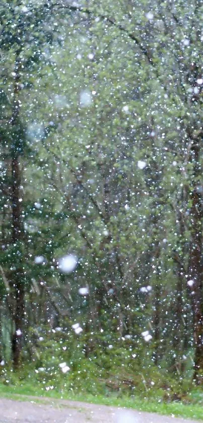 Serene snowfall in a lush green forest creating a tranquil winter scene.