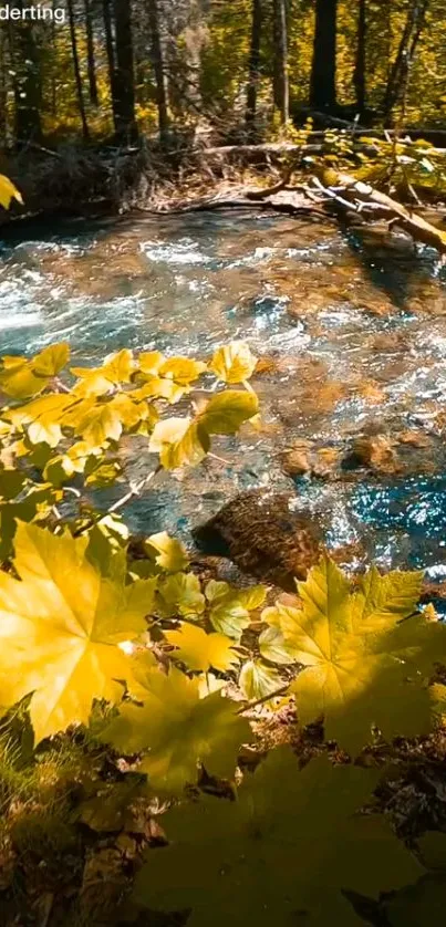 Serene autumn forest stream with yellow leaves in vibrant nature setting.